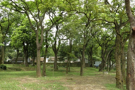 Rừng lim cổ thụ duy nhất ở Hà Nội nguy cơ chết mòn - 12 Hiện tại vẫn còn rất nhiều cây bị sâu và có nguy cơ không sống được.