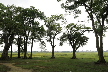 Rừng lim cổ thụ duy nhất ở Hà Nội nguy cơ chết mòn - 2 Vạt rừng phía sau Đền Và không có ranh giới với những cánh đồng.