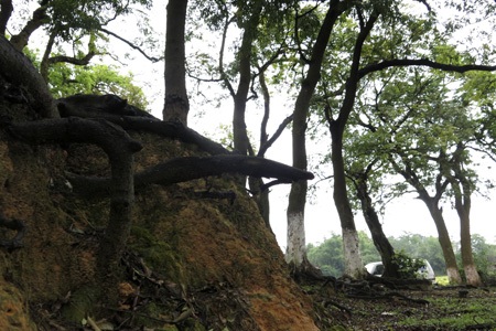 Rừng lim cổ thụ duy nhất ở Hà Nội nguy cơ chết mòn - 3 Rất nhiều bộ rễ lim bị lộ thiên vì thiếu đất.