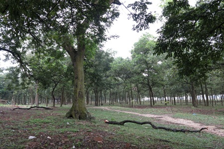 Rừng lim cổ thụ duy nhất ở Hà Nội nguy cơ chết mòn - 4 Toàn bộ vạt rừng lim này có 242 gốc. Hiện tại nhiều cây lim bị sâu mọt, nhiều cành lớn rụng lả tả.