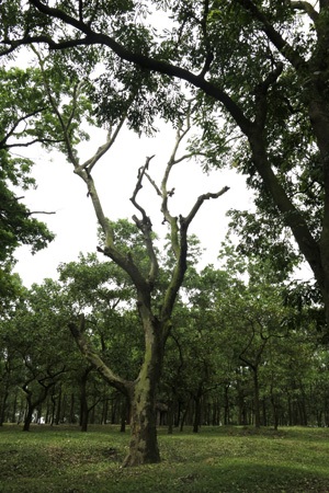 Rừng lim cổ thụ duy nhất ở Hà Nội nguy cơ chết mòn - 5 Một cây lim đã bị sâu làm chết.