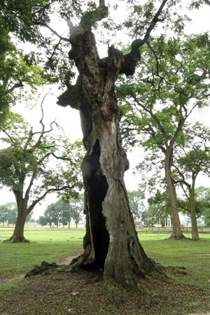 Rừng lim cổ thụ duy nhất ở Hà Nội nguy cơ chết mòn - 6 Một cây lim lớn bị rỗng ruột, cháy đen bên trong.