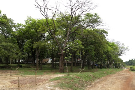 Rừng lim cổ thụ duy nhất ở Hà Nội nguy cơ chết mòn - 7 Rừng lim cổ thụ bao bọc xung quanh đền Và.