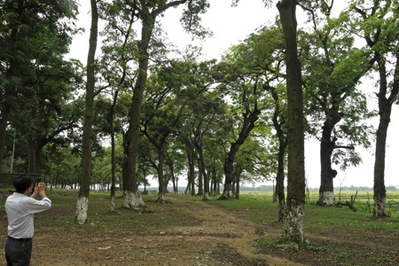 Rừng lim cổ thụ duy nhất ở Hà Nội nguy cơ chết mòn - 8 Một cành lim lớn đổ gục.