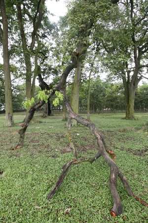 Rừng lim cổ thụ duy nhất ở Hà Nội nguy cơ chết mòn - 9 Một cành lim lớn đổ gục.