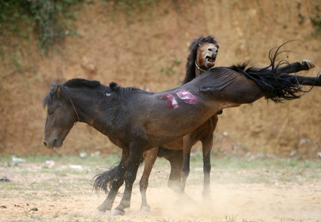 “Kịch tính” chọi ngựa Hà Giang - 4 Đòn sử dụng thường xuyên của ngựa là những cú đá hậu.