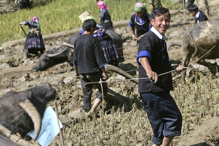 Những đôi tay khéo trên ruộng bậc thang Mù Cang Chải - 10 Việc phát bờ làm cỏ cũng được chấm điểm và làm cùng lúc cày.