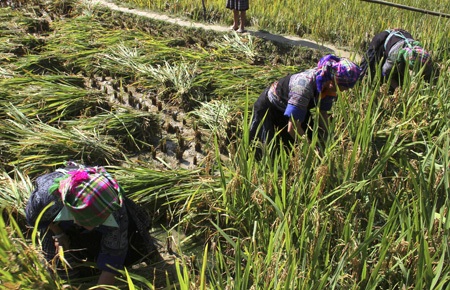 Những đôi tay khéo trên ruộng bậc thang Mù Cang Chải - 2 Mỗi bản cử một đội 5 người gồm cả nam và nữ, sẽ gặt và cày trên thửa ruộng rộng 80m2.