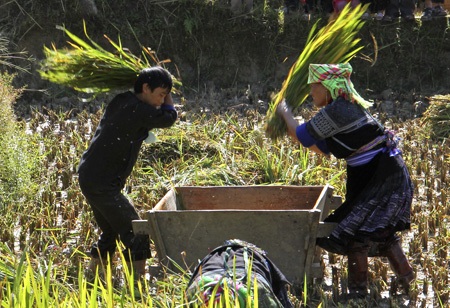 Những đôi tay khéo trên ruộng bậc thang Mù Cang Chải - 3 Sau khi gặt xong, lúa được đạp ngay tại ruộng.