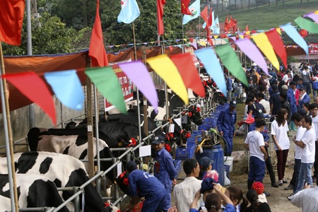 Vui vẻ với thi hoa hậu bò