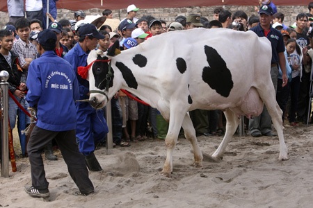 Trong lúc sợ hãi con bò sữa này đã dành cho chủ một cú húc.