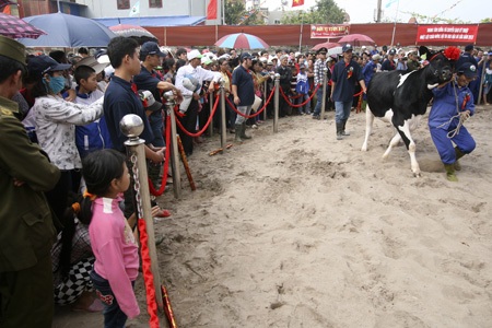 Nhiều bò lồng lên đòi chạy ra ngoài sân khấu.