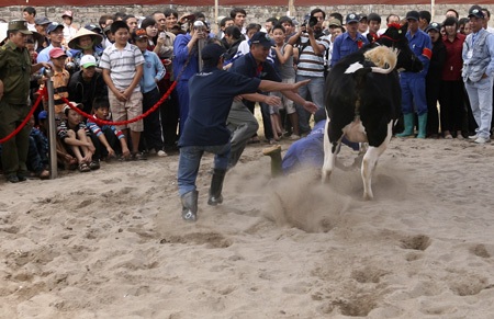 Nhiều bò lồng lên đòi chạy ra ngoài sân khấu.