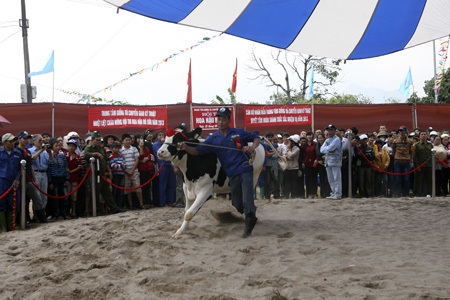 Việc thuần phục để bò bước đúng lộ trình cũng tạo ra nhiều cảnh vui vẻ.