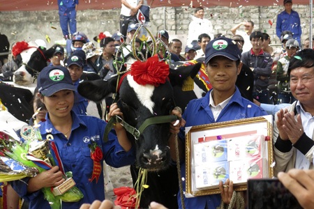 Bò sữa SBD 2771 đăng quan hoa hậu cùng niềm vui của gia đình chủ nuôi.