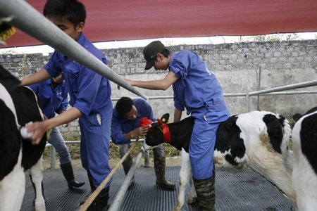 Vui vẻ với thi hoa hậu bò