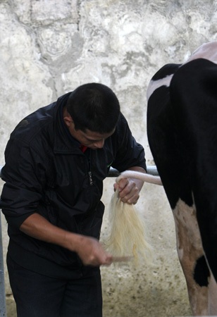 Vui vẻ với thi hoa hậu bò