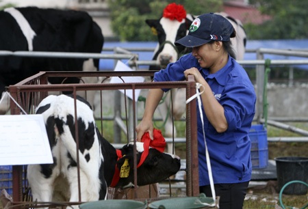 Một cử chỉ âu yếm giữa chủ nuôi và bê con.