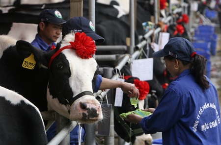 Một cử chỉ âu yếm giữa chủ nuôi và bê con.