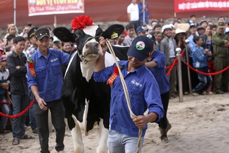 Một cử chỉ âu yếm giữa chủ nuôi và bê con.