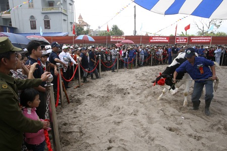 Một cử chỉ âu yếm giữa chủ nuôi và bê con.