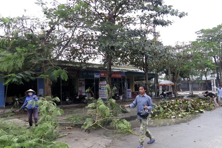 Thị xã Cửa Lò căng người chờ bão Haiyan - 1 Cưa bỏ những cành nhỏ có nguy cơ gãy rụng tại thị xã Cửa Lò.