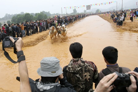 Đua bò Bảy Núi tại... Hà Nội - 12 Người điều khiển phải đứng thật vững, nếu bị ngã là coi như thua cuộc.