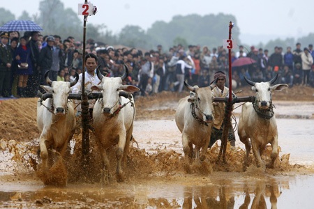 Đua bò Bảy Núi tại... Hà Nội - 2 6 cặp bò cùng các nài người Khmer đến từ tỉnh An Giang tái hiện lễ hội đua bò Bảy Núi.