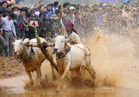 Đua bò Bảy Núi tại... Hà Nội - 4 Người điều khiển tay cầm dây, tay cầm gậy nhọn thỉnh thoảng lại chích vào mông bò để tăng tốc.