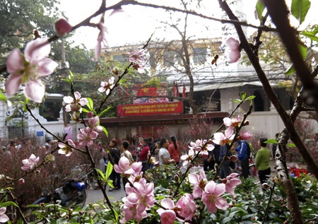 Chợ hoa phố cổ - đi chợ hoa không cần mua hoa!