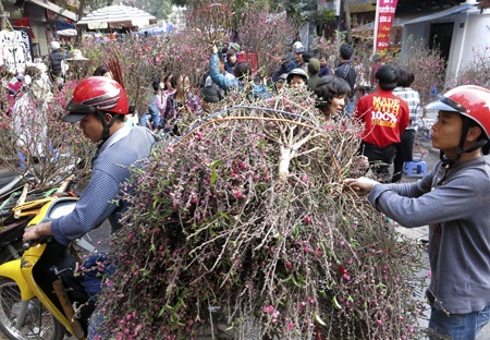 Những chuyến xe chở đào vẫn tiếp tục đổ về chợ phục vụ khách.