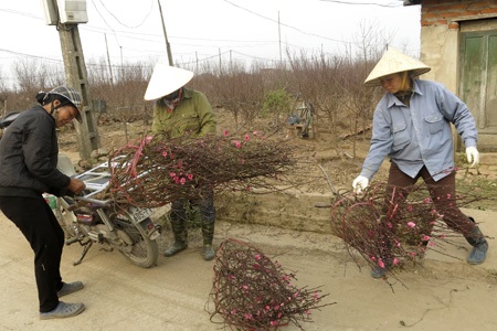 Đào đang nở đẹp ở vườn Nhật Tân - 12 Những cành đào nở sớm đang chuẩn bị mang đi bán đêm.