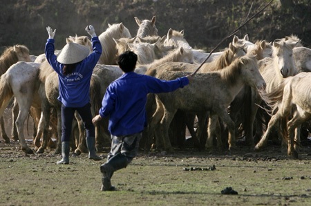 Ngựa trắng thắng trâu bò (bài tết)