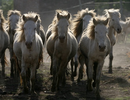 Ngựa trắng thắng trâu bò (bài tết)