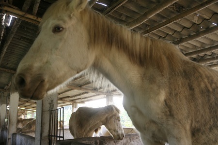 Ngựa trắng thắng trâu bò (bài tết)