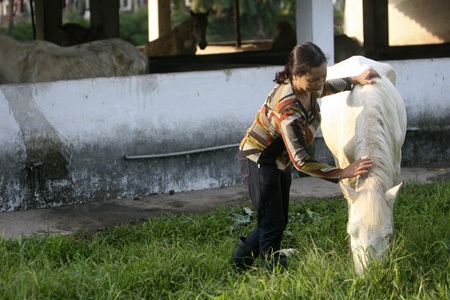 Ngựa trắng thắng trâu bò (bài tết)