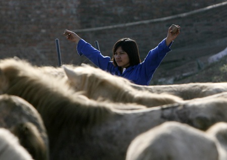 Ngựa trắng thắng trâu bò (bài tết)