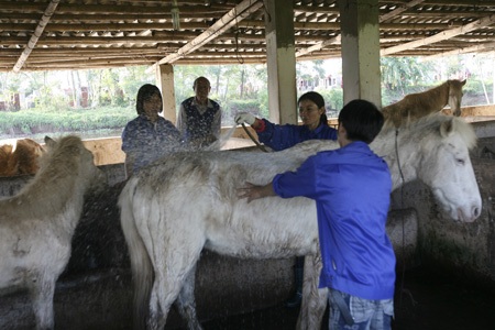 Ngựa trắng thắng trâu bò (bài tết)