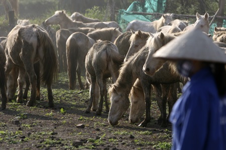 Ngựa trắng thắng trâu bò (bài tết)