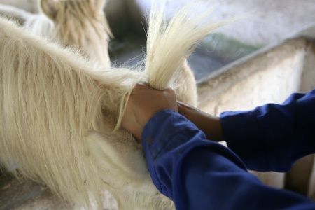 Sáu đùa nghịch tết bờm cho ngựa.