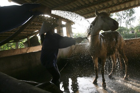 Sáu đùa nghịch tết bờm cho ngựa.