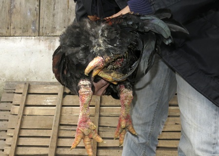 Một con gà trống 4 chân 2 đuôi.
