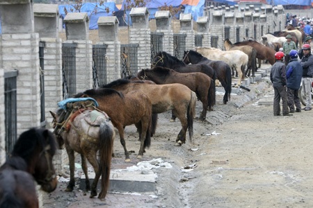 Các loại ngựa ở đầy thường là giống của Việt Nam, hình dáng thon nhỏ, và có sẵn bộ yên để thồ hàng.