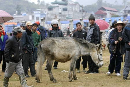 Một con ngựa lai lạ lẫm được cho là có nguồn gốc từ Trung Quốc, người dân dè dặt chỉ xem không mua.