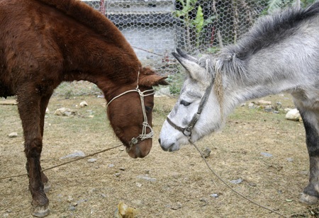 Những khoảnh khắc rất tình cảm của ngựa.