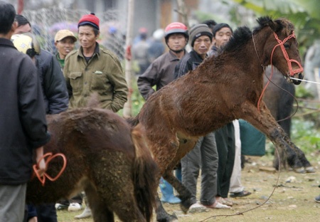 Chú ngựa non sợ người thỉnh thoảng lồng lên chạy khi đông khách xem.