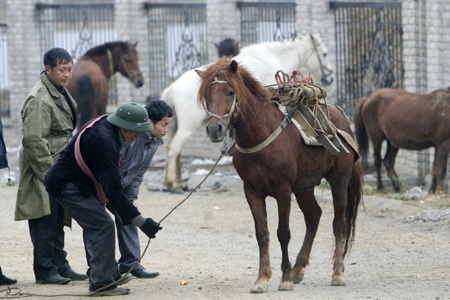 Có những lái ngựa từ tỉnh xa về đây để mua, mỗi chuyến hàng chục con.