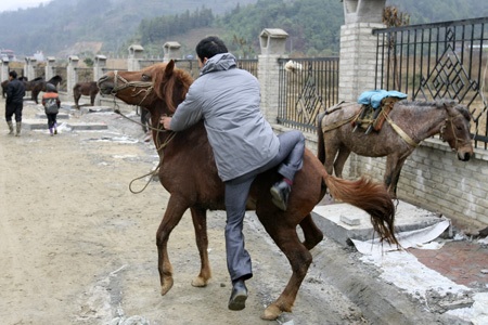 Giá trung bình một con ngựa thồ dao động từ 15 - 25 triệu.