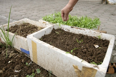 Một gia đình mua hạt cải giống và gieo trồng trước cửa nhà.