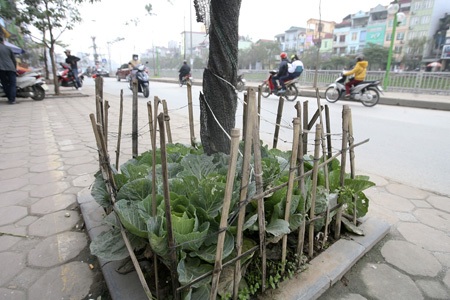 Có cả những vườn cải bắp được trồng chen chúc trong vuông đất nhỏ.